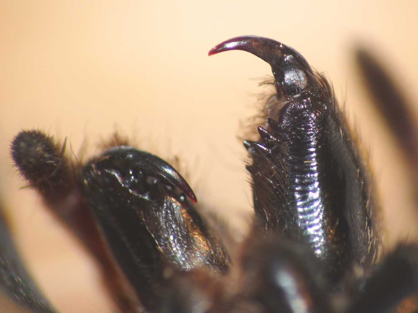 Batozonellus lacerticida con Argiope bruennichi